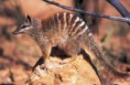 Numbat