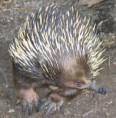 Ježura australská