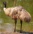 Emu hnědý